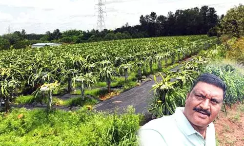 ಡ್ರ್ಯಾಗನ್ ಫ್ರೂಟ್ ಕೃಷಿ ಮಾಡಿ ಮಾದರಿಯಾದ ಬಿಎಸ್ಸಿ ಪದವೀಧರ ಮುನಿರಾಜು