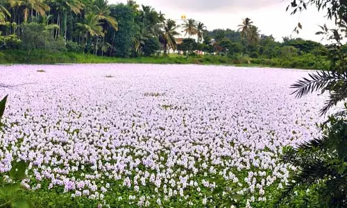ಪುಷ್ಪಗಳಿಂದ ನಳನಳಿಸುತ್ತಿರುವ ತಾವರೆಕೆರೆ
