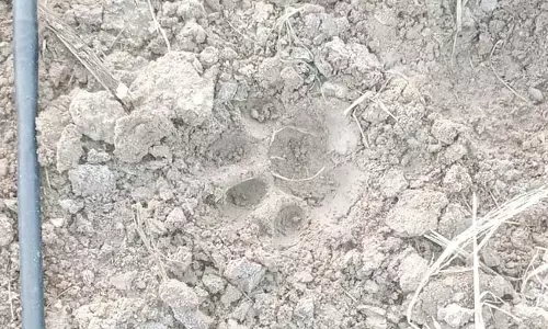 ಬೋನಿಗೆ ಬೀಳದ ಚಿರತೆ: ಗ್ರಾಮಸ್ಥರಲ್ಲಿ ಹೆಚ್ಚಿದ ಆತಂಕ