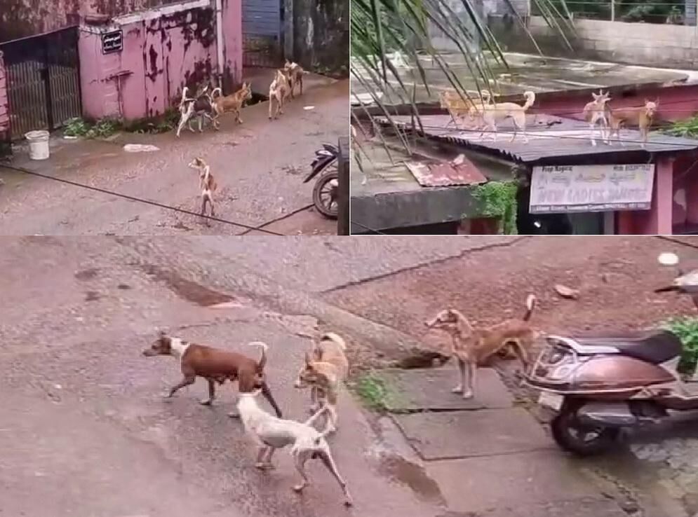 ಭಟ್ಕಳ : 15ಕ್ಕೂ ಹೆಚ್ಚು ಮಂದಿಯ ಮೇಲೆ ಬೀದಿ ನಾಯಿಗಳಿಂದ ದಾಳಿ; ಸಾರ್ವಜನಿಕರಲ್ಲಿ ಆತಂಕ