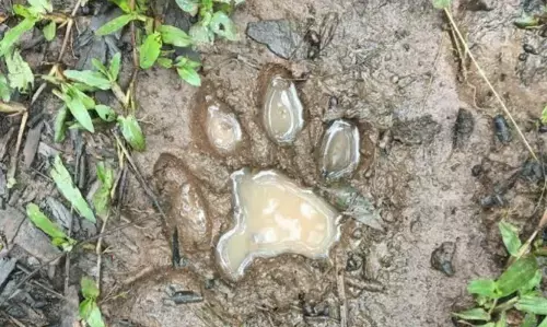 ಮಡಿಕೇರಿ| ಹೊಸ ಪಟ್ಟಣ ಗ್ರಾಮದಲ್ಲಿ ಹುಲಿ ಹೆಜ್ಜೆ ಗುರುತು ಪತ್ತೆ; ಗ್ರಾಮಸ್ಥರಲ್ಲಿ ಆತಂಕ