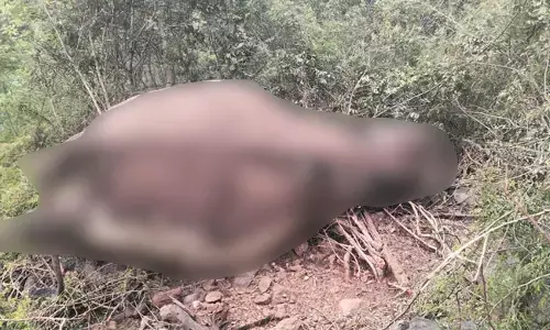 ಚಾಮರಾಜನಗರ | ಪಾಲಾರ್ ಅರಣ್ಯ ಪ್ರದೇಶದಲ್ಲಿ ಕಾಡಾನೆ ಸಾವು