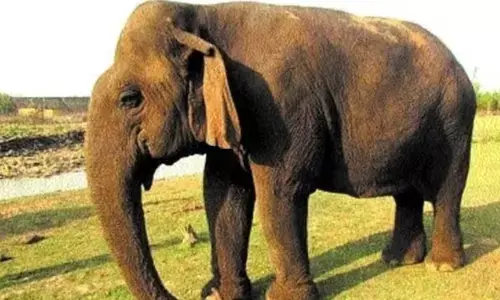 ಏಶ್ಯಾದ ಅತ್ಯಂತ ಹಿರಿಯ ಆನೆ ‘ವತ್ಸಲಾ’ ಇನ್ನಿಲ್ಲ