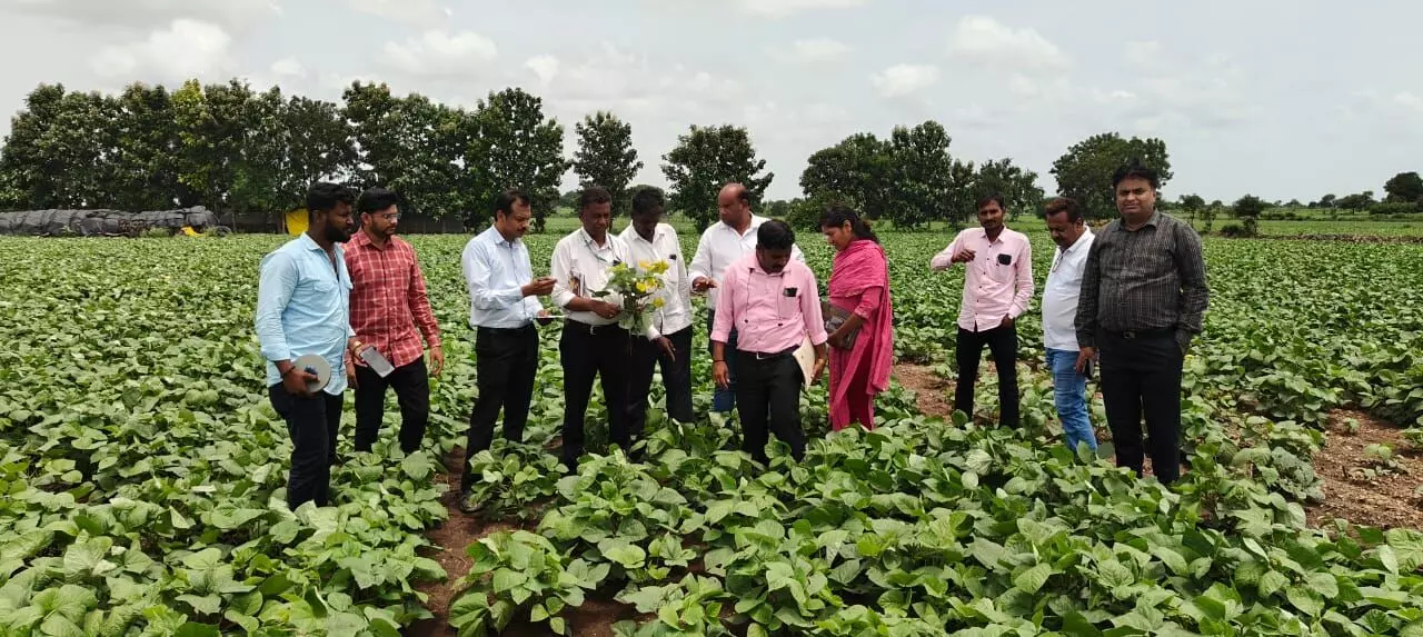 ಕಲಬುರಗಿ | ಹೆಸರು ಬೆಳೆಯ ಹಳದಿ ಎಲೆ ವೈರಸ್ ರೋಗ ಹತೋಟಿಗೆ ವಿಜ್ಞಾನಿಗಳ ಸಲಹೆ ಕಲಬುರಗಿ | ಹೆಸರು ಬೆಳೆಯ ಹಳದಿ ಎಲೆ ವೈರಸ್ ರೋಗ ಹತೋಟಿಗೆ ವಿಜ್ಞಾನಿಗಳ ಸಲಹೆ