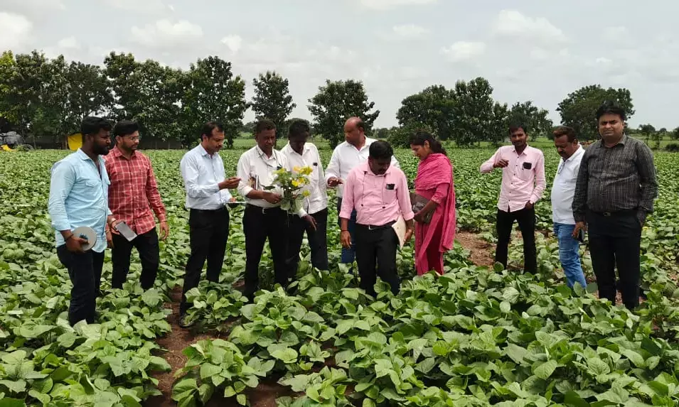 ಕಲಬುರಗಿ | ಹೆಸರು ಬೆಳೆಯ ಹಳದಿ ಎಲೆ ವೈರಸ್ ರೋಗ ಹತೋಟಿಗೆ ವಿಜ್ಞಾನಿಗಳ ಸಲಹೆ