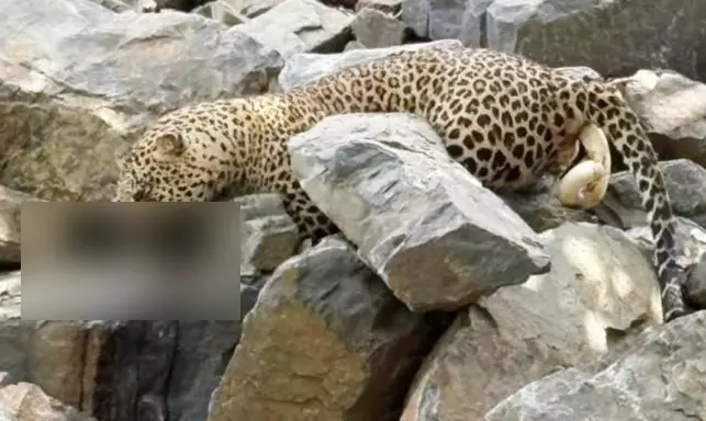 ಚಾಮರಾಜನಗರ | ಕರಿಕಲ್ಲು ಕ್ವಾರಿ ಚಿರತೆಯ ಕಳೇಬರ ಪತ್ತೆ; ವಿಷಪ್ರಾಶನ ಶಂಕೆ