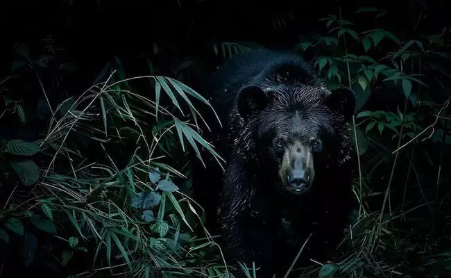 ಕುಕನೂರು | ವೃದ್ಧನ ಮೇಲೆ ಕರಡಿ ದಾಳಿ; ಆಸ್ಪತ್ರೆಗೆ ದಾಖಲು