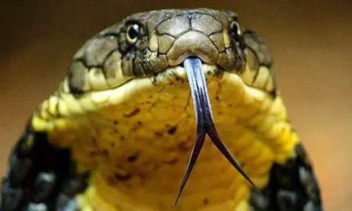 ನಿಜ ನಾಗರಗಳು ಬಡವರನ್ನೇ ಕಚ್ಚುತ್ತವೆ