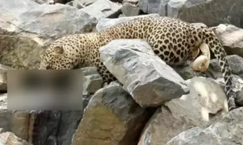 ಚಾಮರಾಜನಗರ | ಕರಿಕಲ್ಲು ಕ್ವಾರಿ ಚಿರತೆಯ ಕಳೇಬರ ಪತ್ತೆ; ವಿಷಪ್ರಾಶನ ಶಂಕೆ