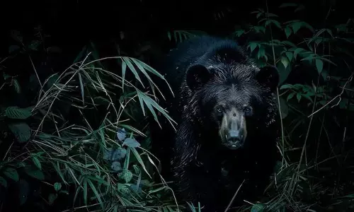 ಕುಕನೂರು | ವೃದ್ಧನ ಮೇಲೆ ಕರಡಿ ದಾಳಿ; ಆಸ್ಪತ್ರೆಗೆ ದಾಖಲು