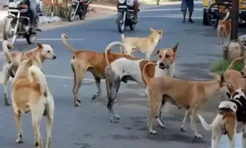 ಬೀದಿ ನಾಯಿಗಳಿಗೆ ‘ಚಿಕನ್ ರೈಸ್’; ಗ್ರೇಟರ್ ಬೆಂಗಳೂರು ಪ್ರಾಧಿಕಾರದಿಂದ 2.88 ಕೋಟಿ ರೂ. ವೆಚ್ಚ