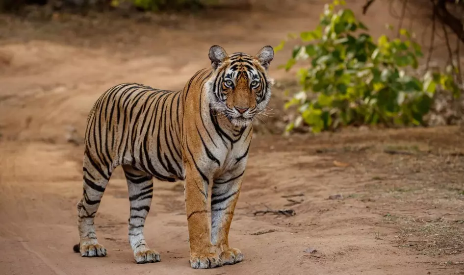 ಬನ್ನೇರುಘಟ್ಟ ಜೈವಿಕ ಉದ್ಯಾನವನದಲ್ಲಿ 3 ಹುಲಿಗಳ ಸಾವು