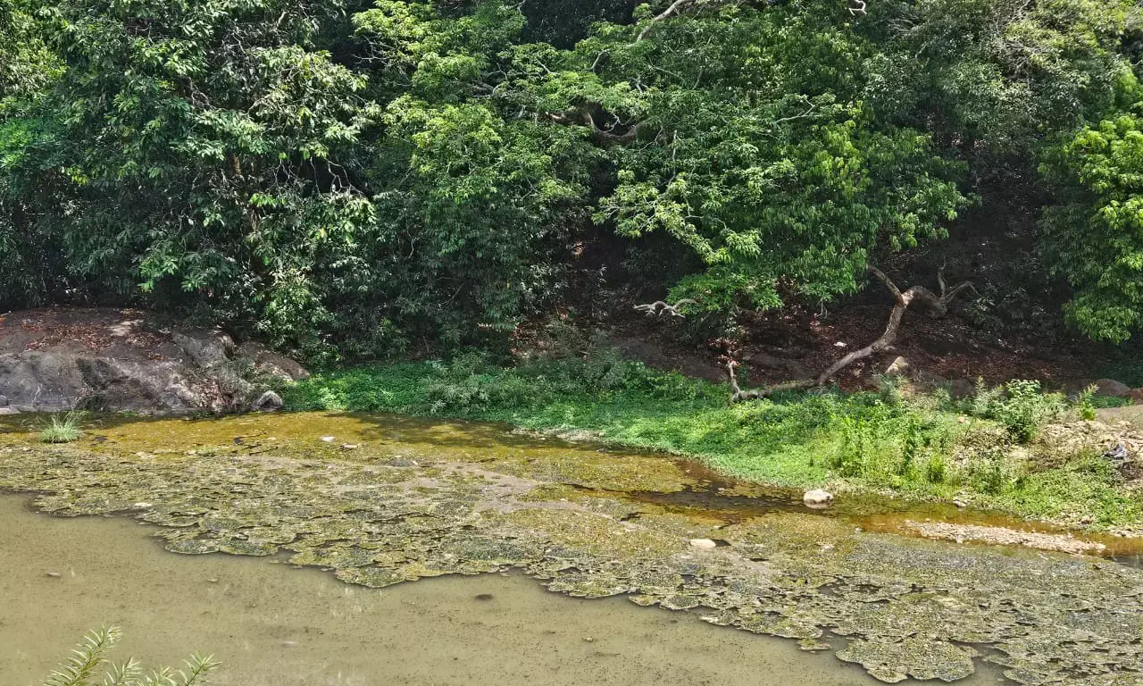 ಕೊಲ್ಲೂರು: ಪರಿಸರ ರಕ್ಷಣೆ, ಮಾಲಿನ್ಯ ನಿಯಂತ್ರಣಕ್ಕೆ ಹಸಿರು ಪೀಠದ ನಿರ್ದೇಶನ