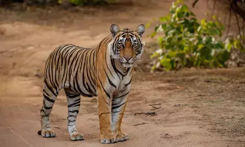 ಬನ್ನೇರುಘಟ್ಟ ಜೈವಿಕ ಉದ್ಯಾನವನದಲ್ಲಿ 3 ಹುಲಿಗಳ ಸಾವು