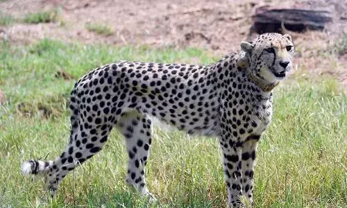 ಮಧ್ಯ ಪ್ರದೇಶ: ಕುನೋ ರಾಷ್ಟ್ರೀಯ ಉದ್ಯಾನವನದಲ್ಲಿ ನಮೀಬಿಯಾ ಚಿರತೆ ಸಾವು