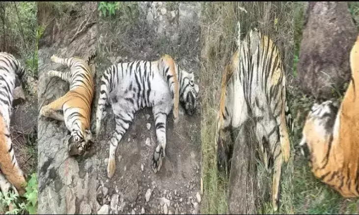 ಚಾಮರಾಜನಗರ: ಐದು ಹುಲಿಗಳನ್ನು ಕೊಲ್ಲಲು ಅತ್ಯಂತ ವಿಷಕಾರಿ ಕಾರ್ಬೋಫುರಾನ್ ಬಳಕೆ