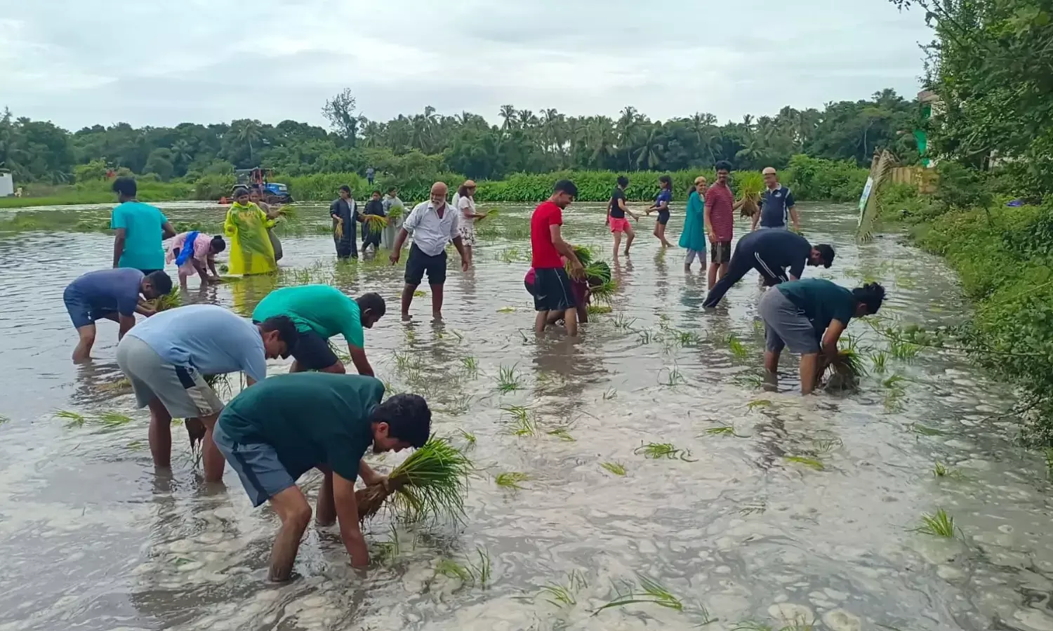 ಭತ್ತದ ಗದ್ದೆಯಲ್ಲಿ ನಾಟಿ ಮಾಡಿ ಸಂಭ್ರಮಿಸಿದ ತೊಟ್ಟಂ ಚರ್ಚಿನ ಯುವಜನತೆ