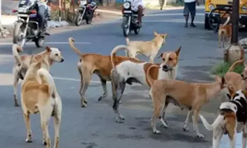 ‘ಬೀದಿ ನಾಯಿಗಳಿಗೆ ಆಹಾರ’ ಯೋಜನೆ ಕೋವಿಡ್ ಸಮಯದಿಂದಲೇ ಆರಂಭ : ಸ್ಪಷ್ಟನೆ ನೀಡಿದ ಗ್ರೇಟರ್ ಬೆಂಗಳೂರು ಪ್ರಾಧಿಕಾರ