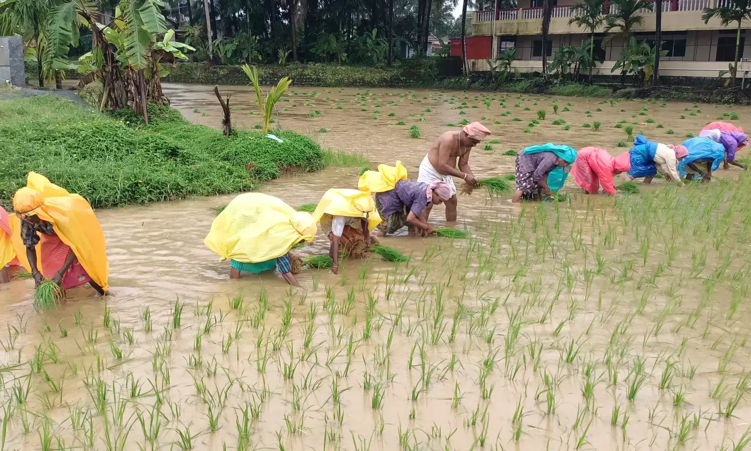 ಗುರುಪುರ: ಗದ್ದೆಯಲ್ಲಿ ಸಾಂಪ್ರದಾಯಿಕ ಕೃಷಿಗೆ ಚಾಲನೆ