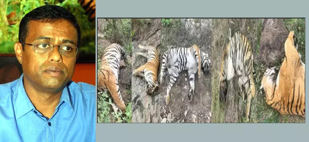 ಚಾಮರಾಜನಗರ | ಐದು ಹುಲಿಗಳ ಸಾವು ಪ್ರಕರಣ: ಡಿಸಿಎಫ್ ಚಕ್ರಪಾಣಿ ಅಮಾನತು