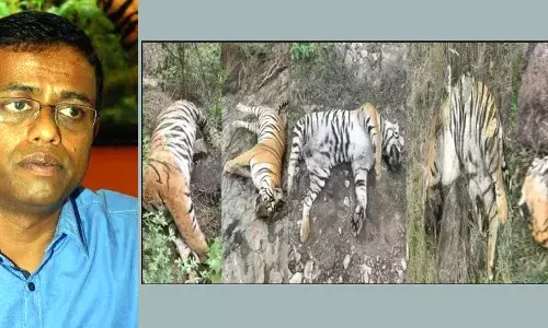 ಚಾಮರಾಜನಗರ | ಐದು ಹುಲಿಗಳ ಸಾವು ಪ್ರಕರಣ: ಡಿಸಿಎಫ್ ಚಕ್ರಪಾಣಿ ಅಮಾನತು