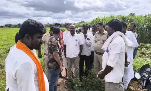 ಕಲಬುರಗಿ | ಚಿಂಚೋಳಿಯಲ್ಲಿ ಹೆಚ್ಚಿದ ಕಾಡು ಹಂದಿಗಳ ಹಾವಳಿ; ಸ್ಥಳಕ್ಕೆ ಅರಣ್ಯಾಧಿಕಾರಿಗಳ ಭೇಟಿ