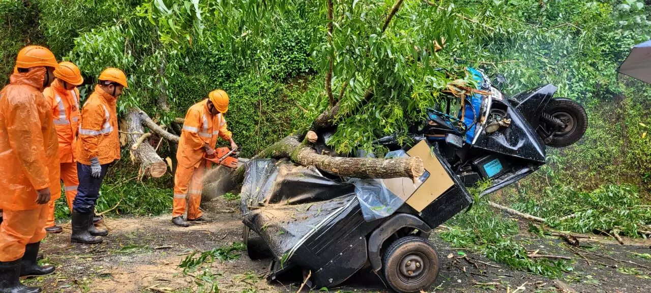ಕಾಸರಗೋಡು | ಚಲಿಸುತ್ತಿದ್ದ ಆಟೊ ರಿಕ್ಷಾದ ಮೇಲೆ ಬಿದ್ದ ಭಾರೀ ಗಾತ್ರದ ಮರ
