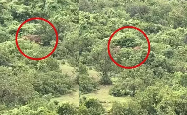 ಬೆಳ್ತಂಗಡಿ: ಕಾಡಾನೆ ದಾಳಿಗೆ ವ್ಯಕ್ತಿ ಬಲಿ ಬೆಳ್ತಂಗಡಿ: ಕಾಡಾನೆ ದಾಳಿಗೆ ವ್ಯಕ್ತಿ ಬಲಿ