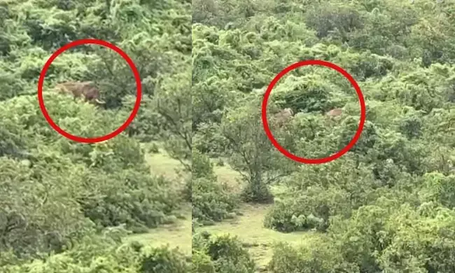 ಬೆಳ್ತಂಗಡಿ: ಕಾಡಾನೆ ದಾಳಿಗೆ ವ್ಯಕ್ತಿ ಬಲಿ