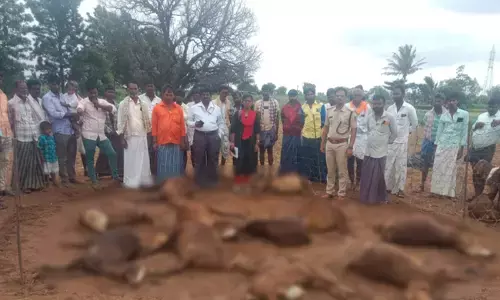 ಕೊಪ್ಪಳ | ಚಿರತೆ ದಾಳಿಗೆ 13 ಕುರಿಗಳು ಬಲಿ