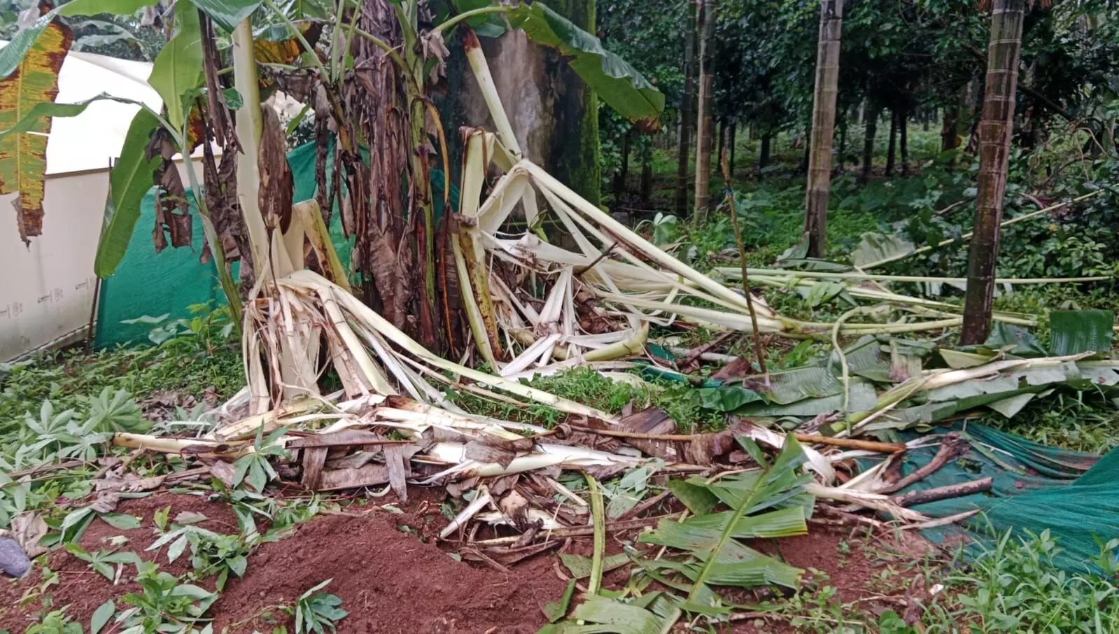 ಧರ್ಮಸ್ಥಳ: ನೇರ್ತನೆ ಪರಿಸರದಲ್ಲಿ ಕಾಡಾನೆ ನುಗ್ಗಿ ಕೃಷಿಗೆ ಹಾನಿ ಧರ್ಮಸ್ಥಳ: ನೇರ್ತನೆ ಪರಿಸರದಲ್ಲಿ ಕಾಡಾನೆ ನುಗ್ಗಿ ಕೃಷಿಗೆ ಹಾನಿ