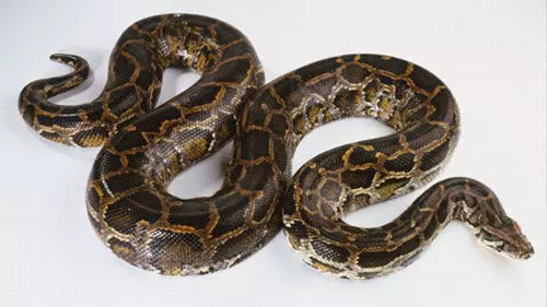 ಮಂಗಳೂರು| ಹೆಬ್ಬಾವು ಮಾರಾಟ ಪ್ರಕರಣ: ನಾಲ್ಕು ಮಂದಿ ಆರೋಪಿಗಳ ಬಂಧನ ಮಂಗಳೂರು| ಹೆಬ್ಬಾವು ಮಾರಾಟ ಪ್ರಕರಣ: ನಾಲ್ಕು ಮಂದಿ ಆರೋಪಿಗಳ ಬಂಧನ