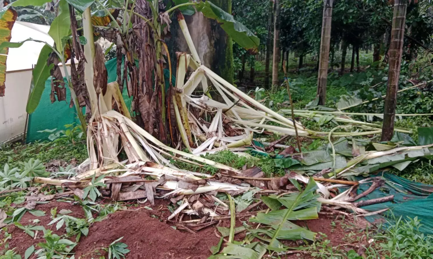 ಧರ್ಮಸ್ಥಳ: ನೇರ್ತನೆ ಪರಿಸರದಲ್ಲಿ ಕಾಡಾನೆ ನುಗ್ಗಿ ಕೃಷಿಗೆ ಹಾನಿ