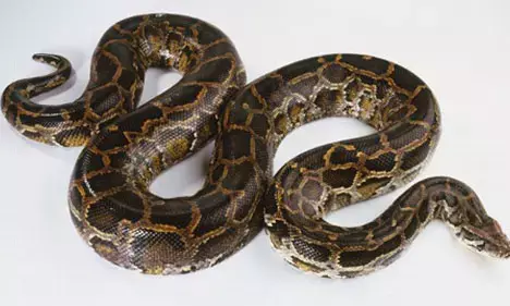 ಮಂಗಳೂರು| ಹೆಬ್ಬಾವು ಮಾರಾಟ ಪ್ರಕರಣ: ನಾಲ್ಕು ಮಂದಿ ಆರೋಪಿಗಳ ಬಂಧನ