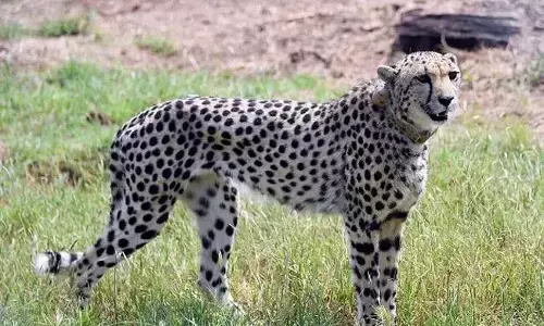 ಚಿರತೆ ಮುಂಗಾಲು ನಾಪತ್ತೆ ಪ್ರಕರಣ: ಸರಕಾರಕ್ಕೆ ವರದಿ ಸಲ್ಲಿಕೆ