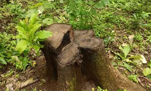 ಸಿರಿಗೆರೆ ವನ್ಯಜೀವಿ ವಲಯದಲ್ಲಿ ಲಕ್ಷಾಂತರ ರೂ ಮೌಲ್ಯದ ಸಾಗುವಾನಿ ಮರ ಕಡಿತಲೆ