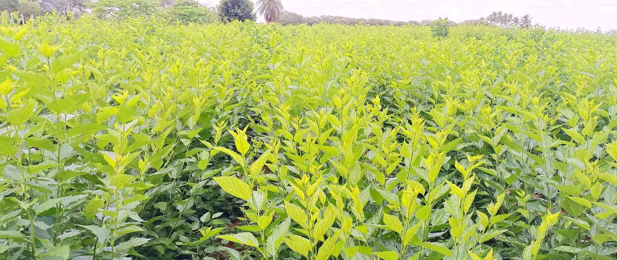 ಹಿಪ್ಪುನೇರಳೆಗೆ ಕಾಡುತ್ತಿರುವ ಎಲೆಸುರುಳಿ ರೋಗ: ಆತಂಕದಲ್ಲಿ ರೇಷ್ಮೆ ಬೆಳೆಗಾರರು