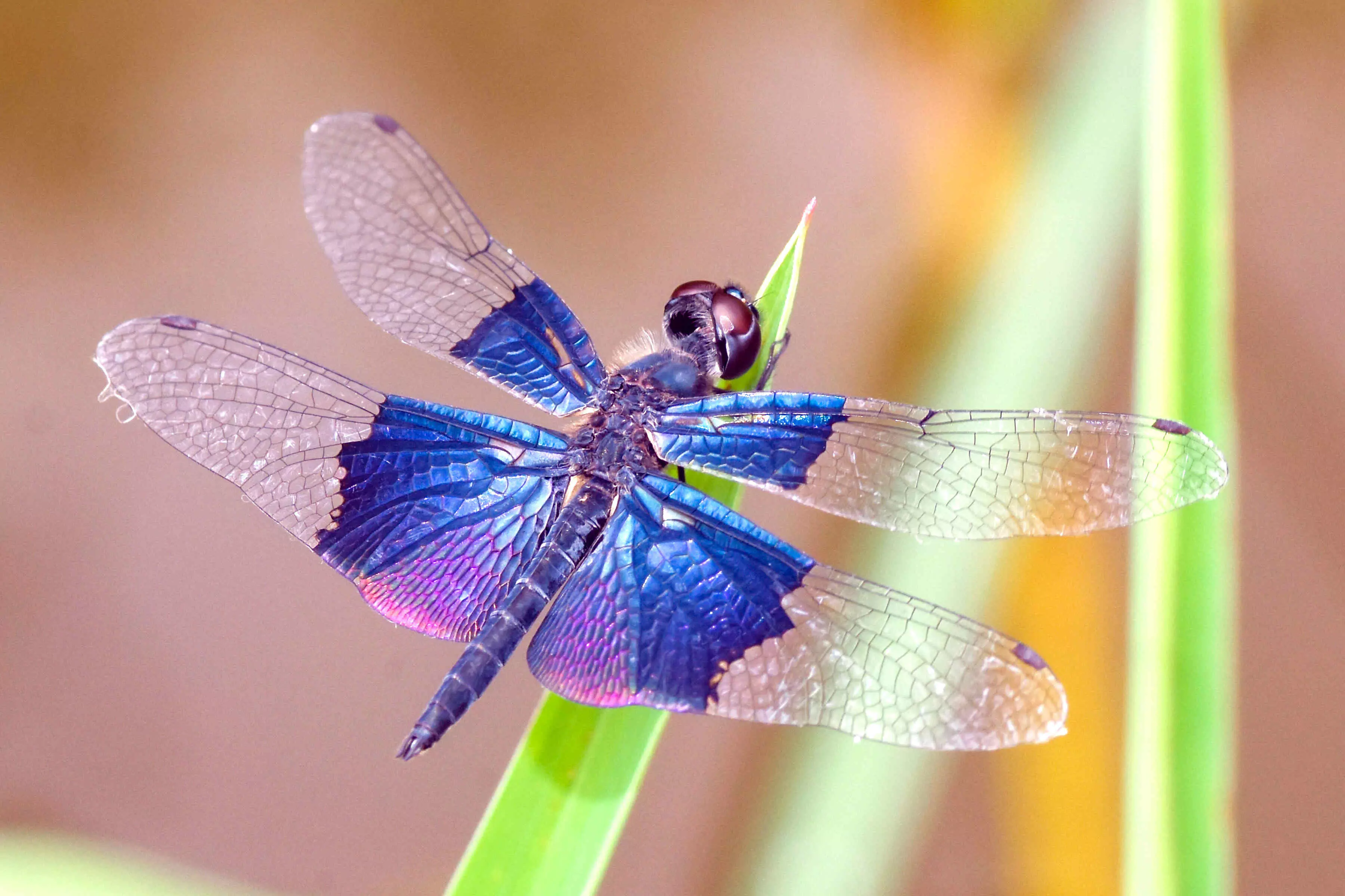ಜಲಮೂಲಗಳ ಅಭಿವೃದ್ಧಿ ಹೆಸರಿನಲ್ಲಿ ಓಡೋನೇಟಗಳ ಆವಾಸ ಸ್ಥಾನ ನಾಶ