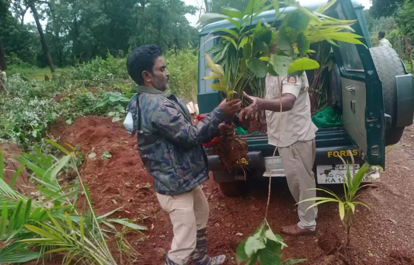 ಶರಾವತಿ ಮುಳುಗಡೆ ಸಂತ್ರಸ್ತರ ಸಾಗುವಳಿ ಭೂಮಿ ತೆರವು: ಆರೋಪ