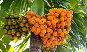 ಅಡಿಕೆ ಬೆಳೆ: ರೋಗ ನಿರ್ವಹಣೆಗೆ ಸಹಾಯಧನ ಲಭ್ಯ