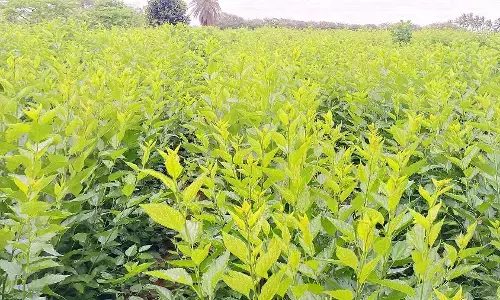 ಹಿಪ್ಪುನೇರಳೆಗೆ ಕಾಡುತ್ತಿರುವ ಎಲೆಸುರುಳಿ ರೋಗ: ಆತಂಕದಲ್ಲಿ ರೇಷ್ಮೆ ಬೆಳೆಗಾರರು