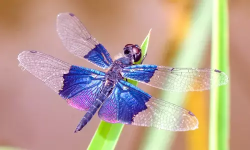 ಜಲಮೂಲಗಳ ಅಭಿವೃದ್ಧಿ ಹೆಸರಿನಲ್ಲಿ ಓಡೋನೇಟಗಳ ಆವಾಸ ಸ್ಥಾನ ನಾಶ