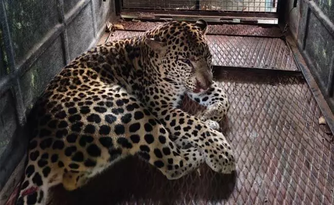 ಚಾಮರಾಜನಗರ : ಅರಣ್ಯ ಇಲಾಖೆ ಇರಿಸಿದ್ದ ಬೋನಿಗೆ ಬಿದ್ದ ಚಿರತೆ