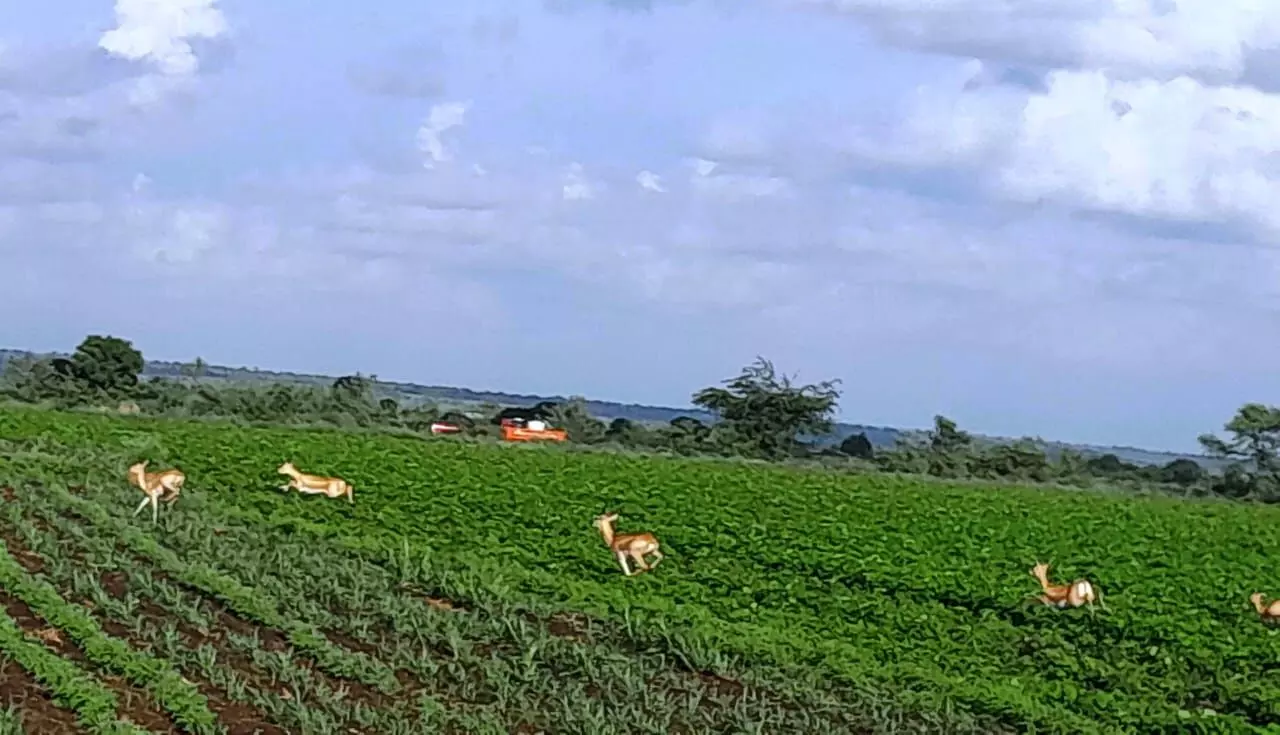 ಆಳಂದ | ಕಾಡು ಜಿಂಕೆಗಳ ಹಾವಳಿಯಿಂದ ರೈತರ ಅಪಾರ ಬೆಳೆ ನಷ್ಟ ಆಳಂದ | ಕಾಡು ಜಿಂಕೆಗಳ ಹಾವಳಿಯಿಂದ ರೈತರ ಅಪಾರ ಬೆಳೆ ನಷ್ಟ