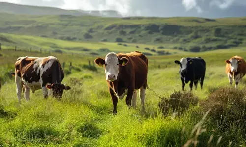 ಅರಣ್ಯದಲ್ಲಿ ದನಕರು, ಕುರಿ-ಮೇಕೆ ಮೇಯಿಸುವುದನ್ನು ನಿಷೇಧಿಸಲು ಸಚಿವ ಈಶ್ವರ್‌ ಖಂಡ್ರೆ ಸೂಚನೆ