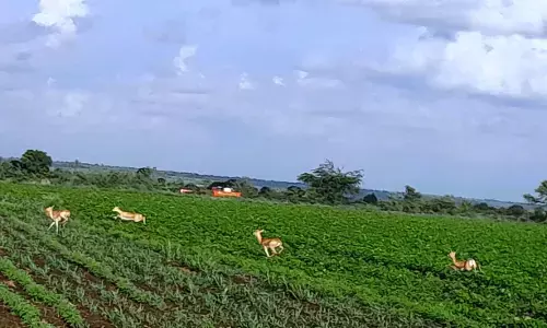 ಆಳಂದ | ಕಾಡು ಜಿಂಕೆಗಳ ಹಾವಳಿಯಿಂದ ರೈತರ ಅಪಾರ ಬೆಳೆ ನಷ್ಟ