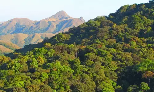 10 ವರ್ಷಗಳಲ್ಲಿ 1.73 ಲಕ್ಷ ಹೆಕ್ಟೇರ್‌ಗೂ ಅಧಿಕ ಅರಣ್ಯಭೂಮಿ ಅನ್ಯ ಉದ್ದೇಶಗಳಿಗೆ ಬಳಕೆ: ಕೇಂದ್ರ ಸರಕಾರ