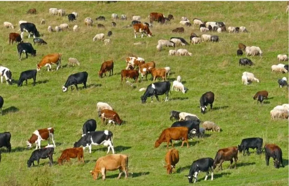 ಸಂಪೂರ್ಣ ನಿಯಂತ್ರಿಸಲು ಕಾನೂನಿನಲ್ಲಿ ಅವಕಾಶವಿಲ್ಲ: ರವೀಂದ್ರ ನಾಯ್ಕ ಸಂಪೂರ್ಣ ನಿಯಂತ್ರಿಸಲು ಕಾನೂನಿನಲ್ಲಿ ಅವಕಾಶವಿಲ್ಲ: ರವೀಂದ್ರ ನಾಯ್ಕ