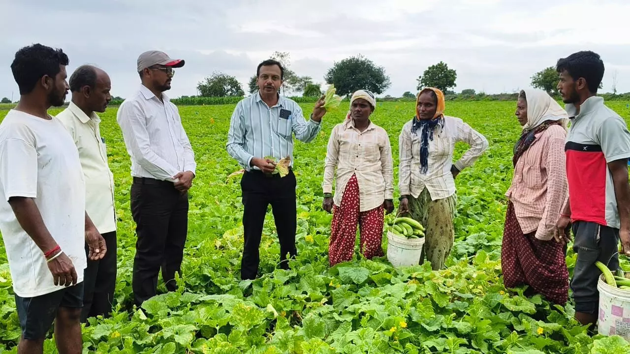 ಕಲಬುರಗಿ | ಸೌತೆಕಾಯಿ ಭೂಜು ತುಪ್ಪಟ ರೋಗದ ಹತೋಟಿಗೆ ಸಲಹೆ ಕಲಬುರಗಿ | ಸೌತೆಕಾಯಿ ಭೂಜು ತುಪ್ಪಟ ರೋಗದ ಹತೋಟಿಗೆ ಸಲಹೆ