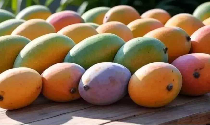 ಮಾವು ಖರೀದಿ ಮಿತಿ 200 ಕ್ವಿಂಟಾಲ್ಗೆ ವಿಸ್ತರಣೆ : ಸರಕಾರ ಆದೇಶ ಮಾವು ಖರೀದಿ ಮಿತಿ 200 ಕ್ವಿಂಟಾಲ್ಗೆ ವಿಸ್ತರಣೆ : ಸರಕಾರ ಆದೇಶ